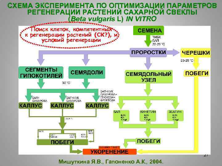 СХЕМА ЭКСПЕРИМЕНТА ПО ОПТИМИЗАЦИИ ПАРАМЕТРОВ РЕГЕНЕРАЦИИ РАСТЕНИЙ САХАРНОЙ СВЕКЛЫ (Beta vulgaris L) IN VITRO