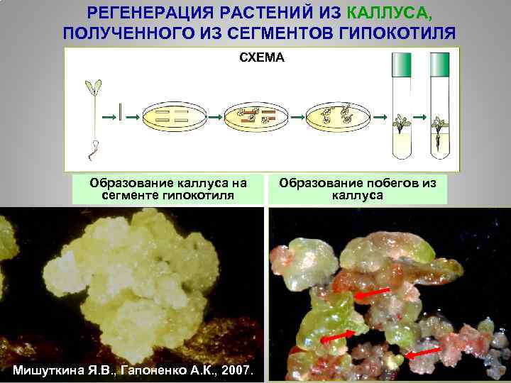 РЕГЕНЕРАЦИЯ РАСТЕНИЙ ИЗ КАЛЛУСА, ПОЛУЧЕННОГО ИЗ СЕГМЕНТОВ ГИПОКОТИЛЯ СХЕМА Образование каллуса на сегменте гипокотиля