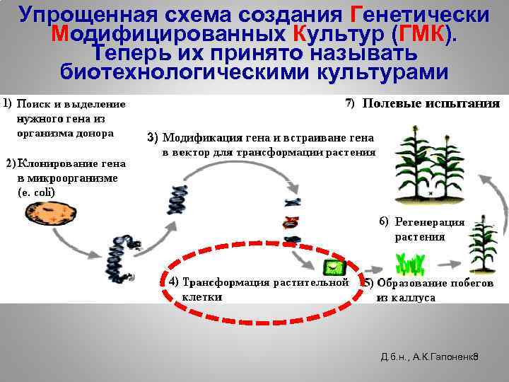 Упрощенная схема создания Генетически Модифицированных Культур (ГМК). Теперь их принято называть биотехнологическими культурами 3)