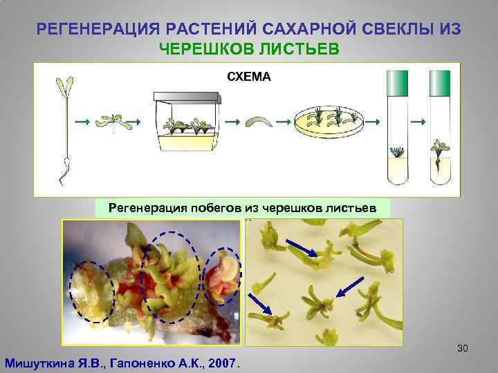 РЕГЕНЕРАЦИЯ РАСТЕНИЙ САХАРНОЙ СВЕКЛЫ ИЗ ЧЕРЕШКОВ ЛИСТЬЕВ СХЕМА Регенерация побегов из черешков листьев 30