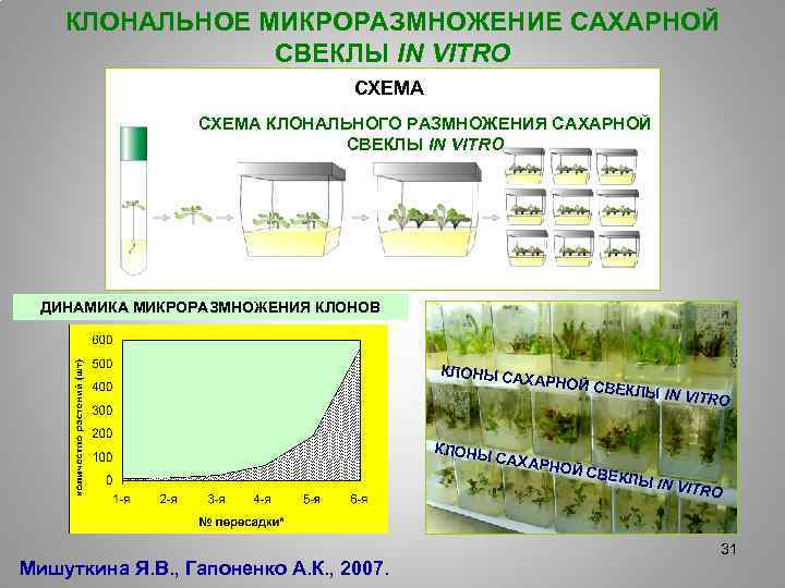 Схема микроклонального размножения растений