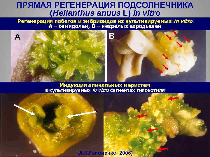 ПРЯМАЯ РЕГЕНЕРАЦИЯ ПОДСОЛНЕЧНИКА (Helianthus anuus L) in vitro Регенерация побегов и эмбриоидов из культивируемых