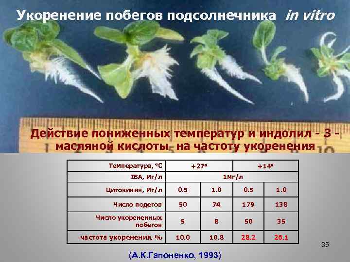 Укоренение побегов подсолнечника in vitro Действие пониженных температур и индолил - 3 - масляной