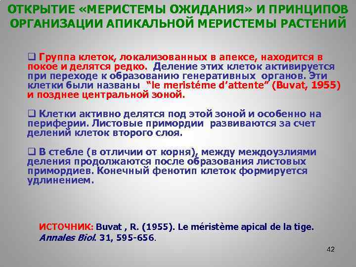 ОТКРЫТИЕ «МЕРИСТЕМЫ ОЖИДАНИЯ» И ПРИНЦИПОВ ОРГАНИЗАЦИИ АПИКАЛЬНОЙ МЕРИСТЕМЫ РАСТЕНИЙ q Группа клеток, локализованных в