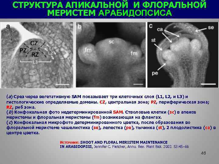 СТРУКТУРА АПИКАЛЬНОЙ И ФЛОРАЛЬНОЙ МЕРИСТЕМ АРАБИДОПСИСА (a) Срез через вегетативную SAM показывает три клеточных