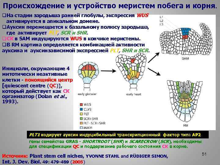 Происхождение и устройство меристем побега и корня. q. На стадии зародыша ранней глобулы, экспрессия