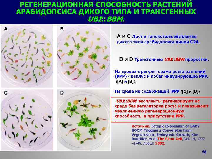 РЕГЕНЕРАЦИОННАЯ СПОСОБНОСТЬ РАСТЕНИЙ АРАБИДОПСИСА ДИКОГО ТИПА И ТРАНСГЕННЫХ UBI: : BBM. A и C