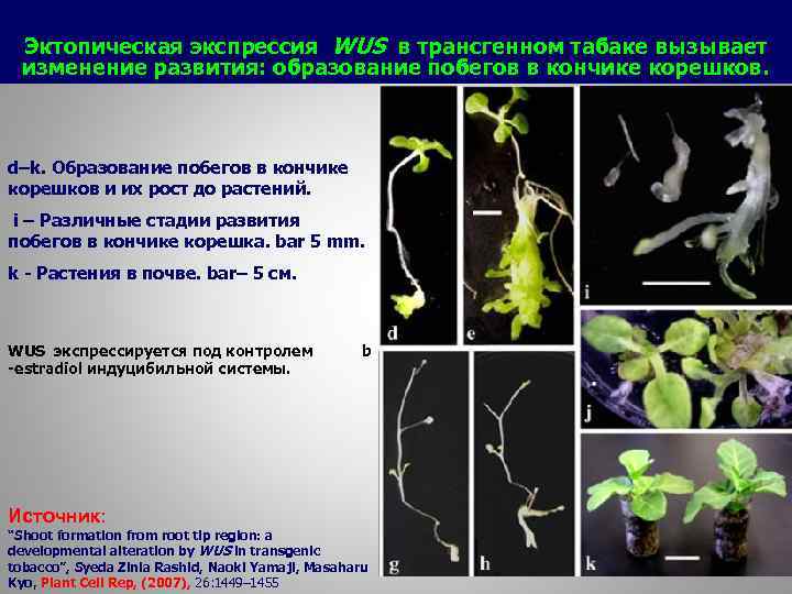 Диффузная экспрессия клеток. Стволовые клетки растений. Стволовые клетки растений в косметике. Образование Корешков. Тотипотентные растительные клетки фазы роста.