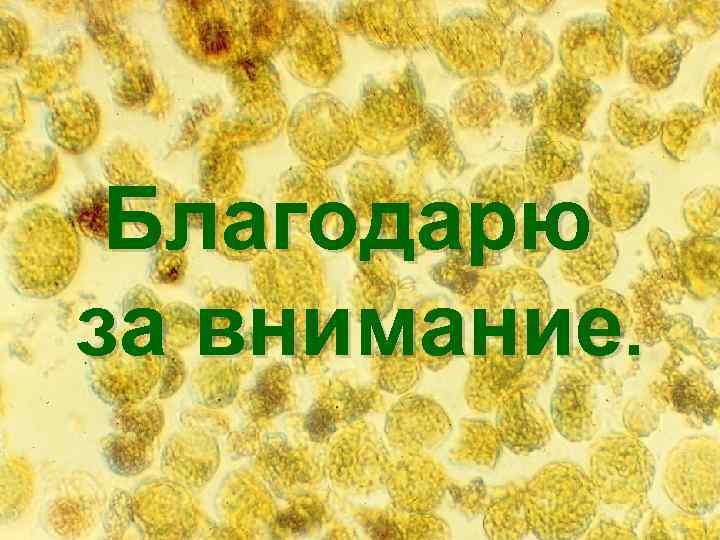 Благодарю за внимание. Проф. , А. К. Гапоненко 60 