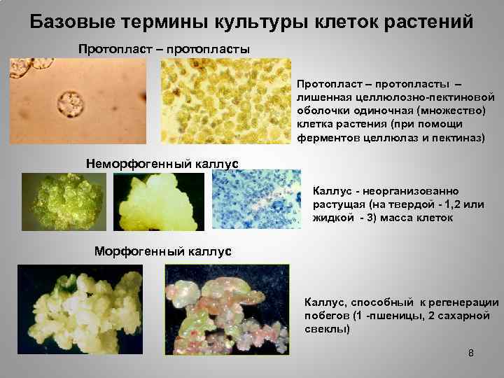 Культура клеток и тканей растений. Культура клеток растений. Культура протопластов клеток растений. Регенерация клеток растения. Культура клеток и тканей лекарственных растений.