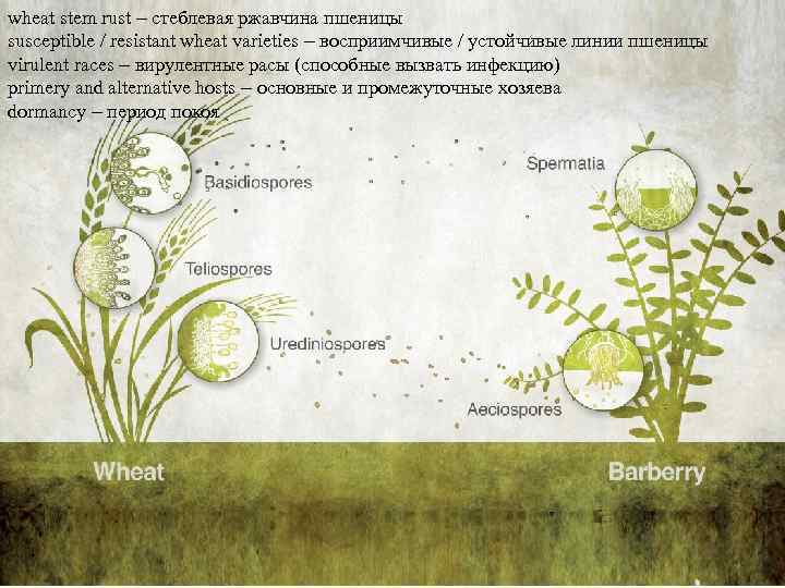 wheat stem rust – стеблевая ржавчина пшеницы susceptible / resistant wheat varieties – восприимчивые