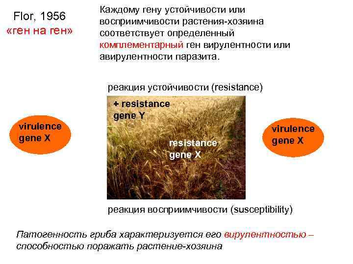 Flor, 1956 «ген на ген» Каждому гену устойчивости или восприимчивости растения-хозяина соответствует определенный комплементарный