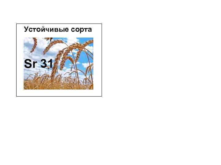 Устойчивые сорта Sr 31 