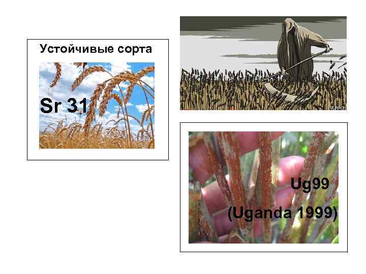 Устойчивые сорта Sr 31 Ug 99 (Uganda 1999) 