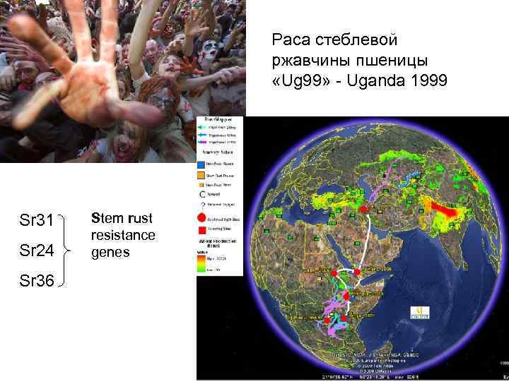 Раса стеблевой ржавчины пшеницы «Ug 99» - Uganda 1999 Sr 31 Sr 24 Sr