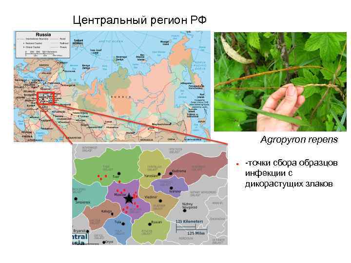 Центральный регион РФ Agropyron repens -точки сбора образцов инфекции с дикорастущих злаков 