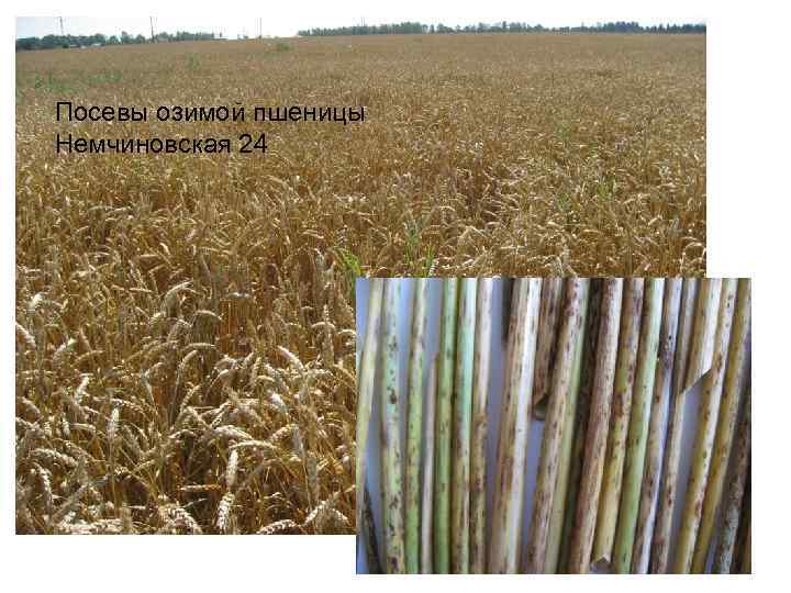 Посевы озимой пшеницы Немчиновская 24 