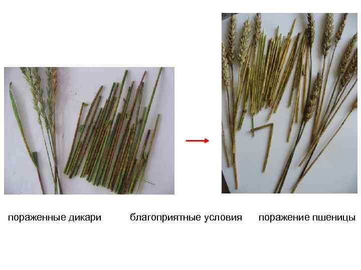 пораженные дикари благоприятные условия поражение пшеницы 