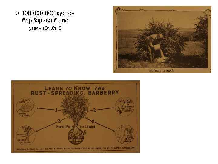 > 100 000 кустов барбариса было уничтожено 