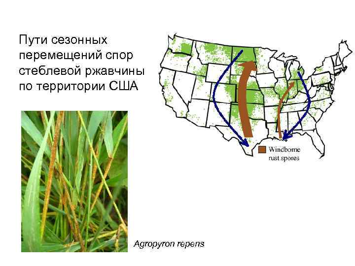 Пути сезонных перемещений спор стеблевой ржавчины по территории США Agropyron repens 