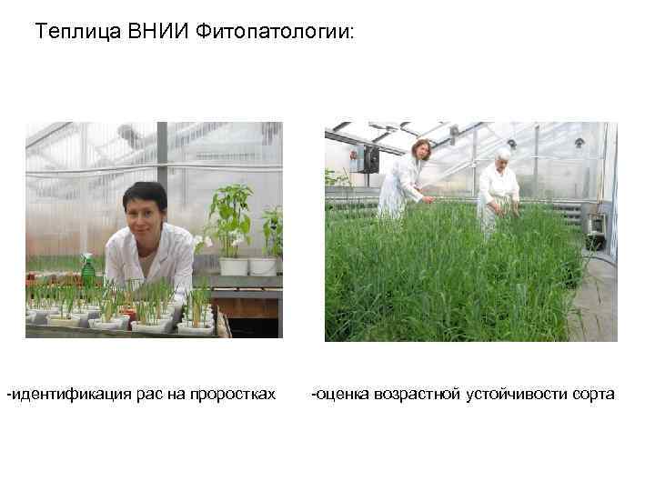 Теплица ВНИИ Фитопатологии: -идентификация рас на проростках -оценка возрастной устойчивости сорта 