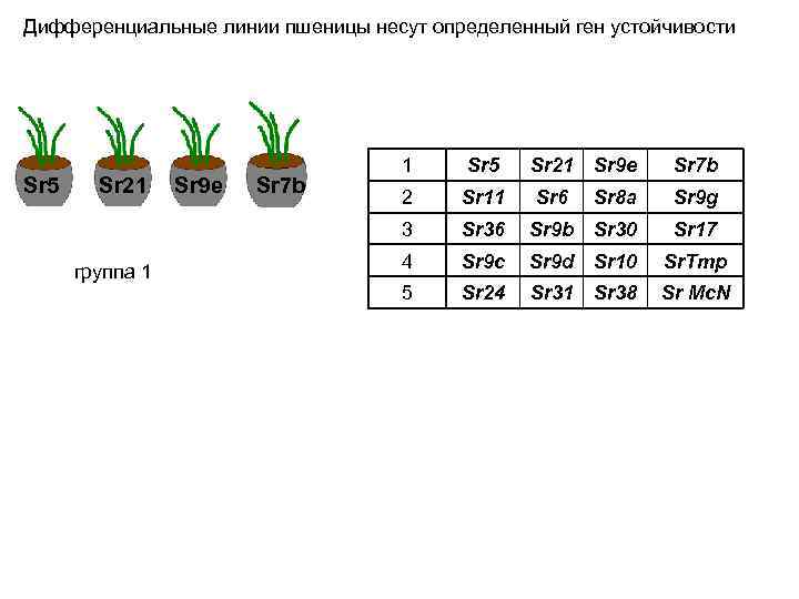 Дифференциальные линии пшеницы несут определенный ген устойчивости Sr 5 группа 1 Sr 9 e