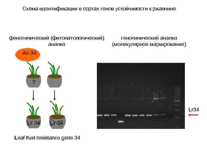 Схема идентификации в сортах генов устойчивости к ржавчине фенотипический (фитопатологический) анализ генотипический анализ (молекулярное