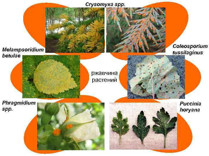 Crysomyxa spp. Coleosporium tussilaginus Melampsoridium betulae ржавчина растений Phragmidium spp. Puccinia horyana 