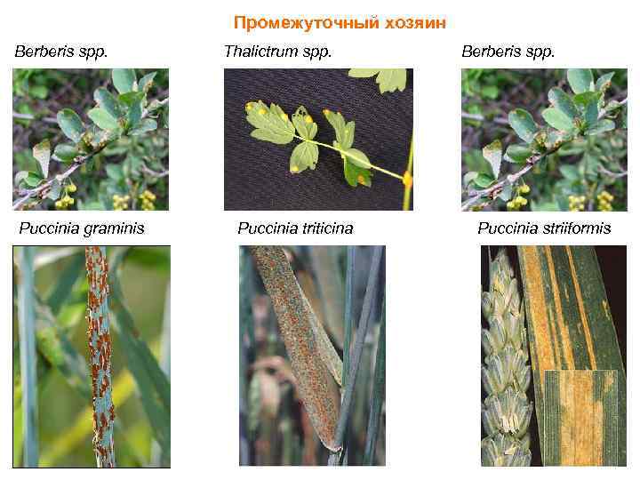 Промежуточный хозяин Berberis spp. Puccinia graminis Thalictrum spp. Puccinia triticina Berberis spp. Puccinia striiformis