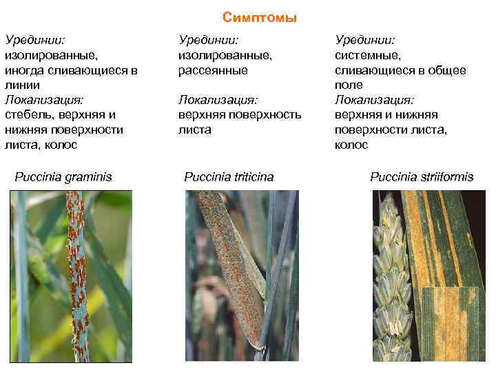Симптомы Урединии: изолированные, иногда сливающиеся в линии Локализация: стебель, верхняя и нижняя поверхности листа,