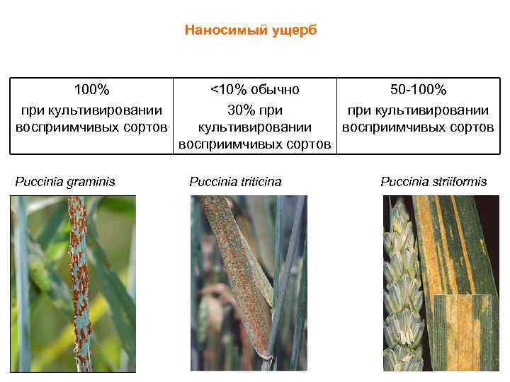 Наносимый ущерб 100% при культивировании восприимчивых сортов Puccinia graminis <10% обычно 50 -100% 30%