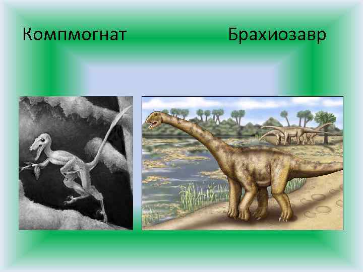 Компмогнат Брахиозавр 