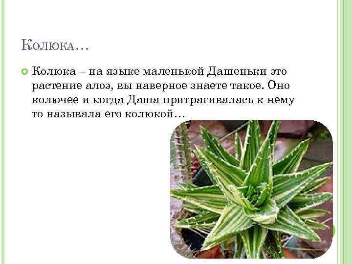 КОЛЮКА… Колюка – на языке маленькой Дашеньки это растение алоэ, вы наверное знаете такое.