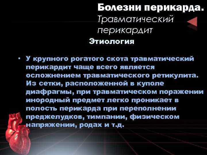 Болезни перикарда. Травматический перикардит Этиология • У крупного рогатого скота травматический перикардит чаще всего