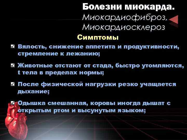 Болезни миокарда. Миокардиофиброз, Миокардиосклероз Симптомы Вялость, снижение аппетита и продуктивности, стремление к лежанию; Животные