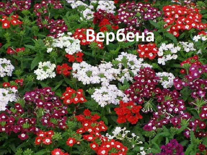 Вербена 