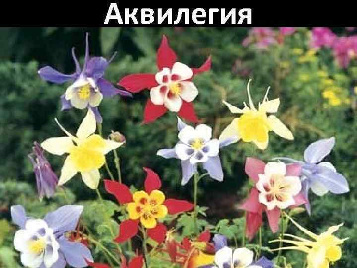 Аквилегия 