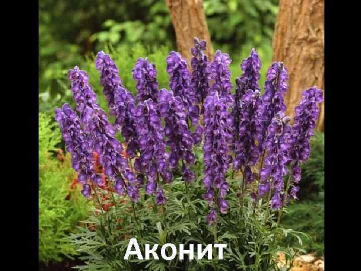 Аконит 