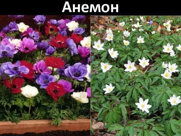 Анемон 