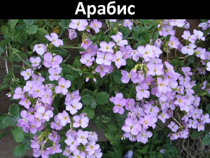 Арабис 