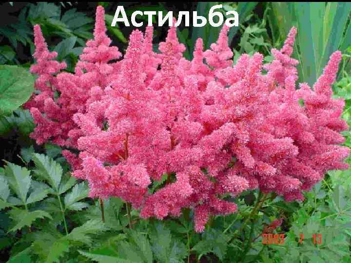 Астильба 