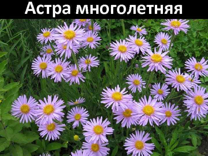 Астра многолетняя 