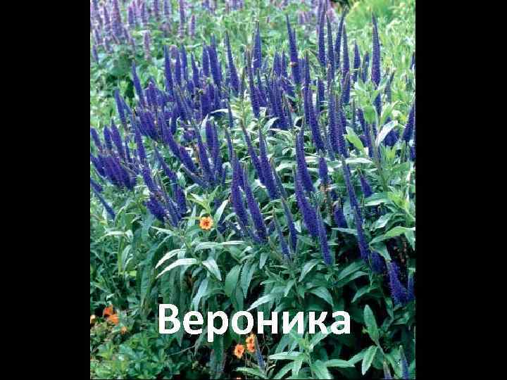 Вероника 