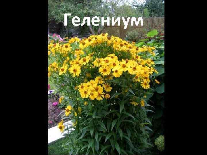 Гелениум 