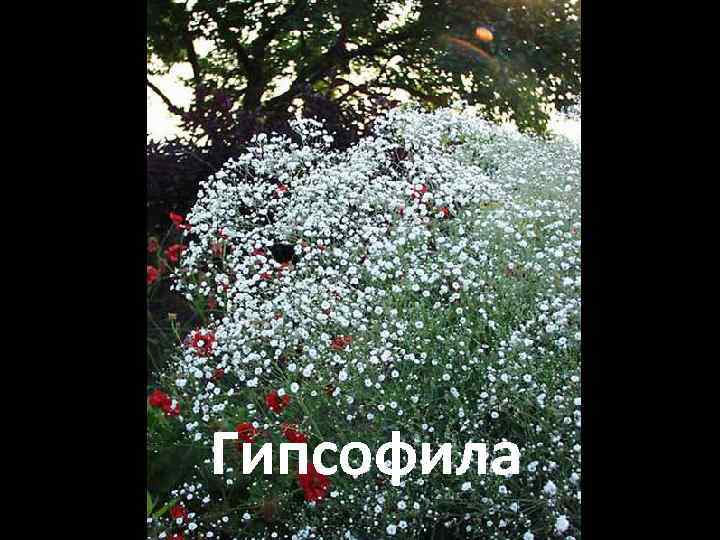 Гипсофила 