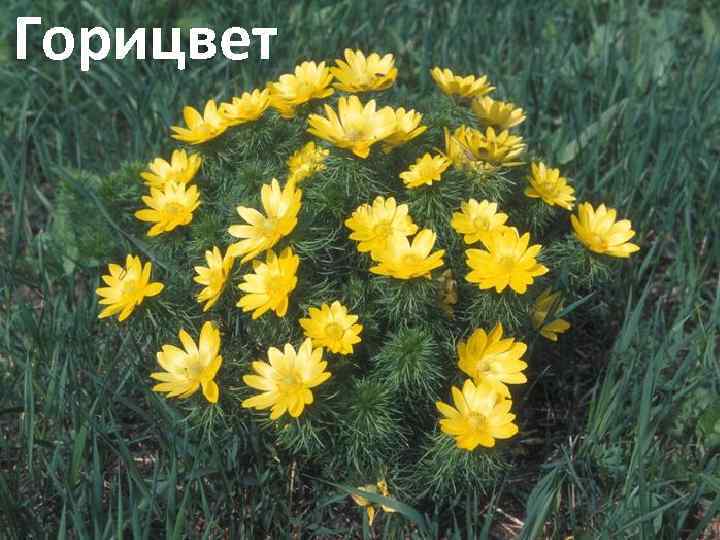 Горицвет 