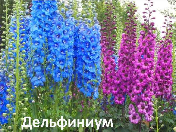 Дельфиниум 