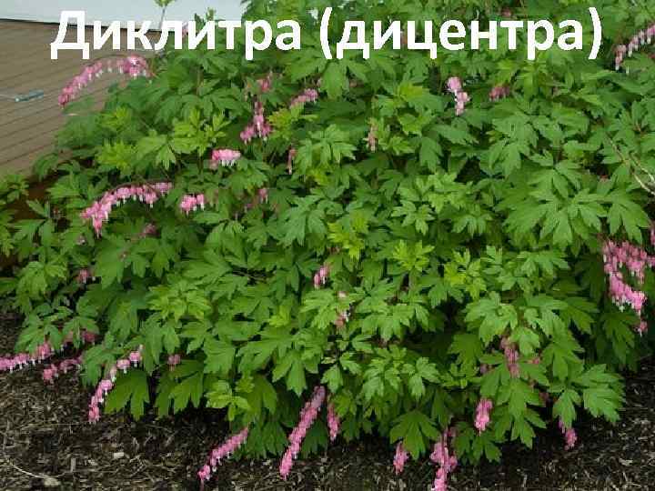 Диклитра (дицентра) 