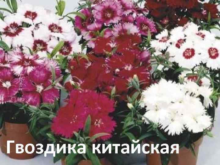 Гвоздика китайская 
