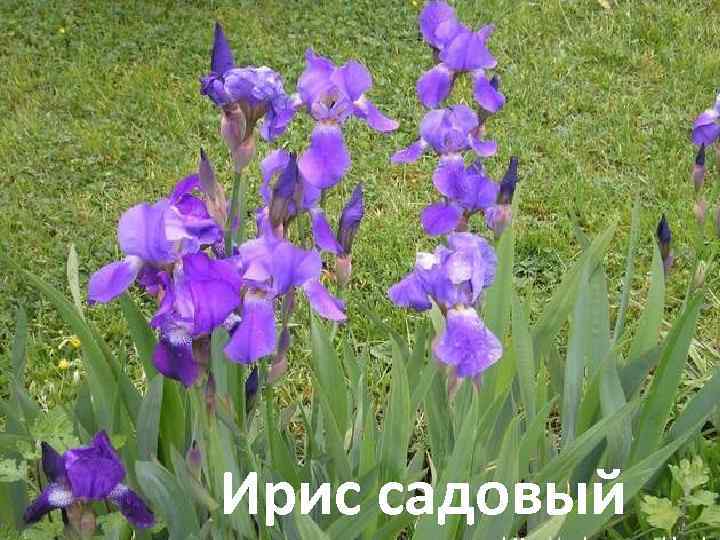Ирис садовый 